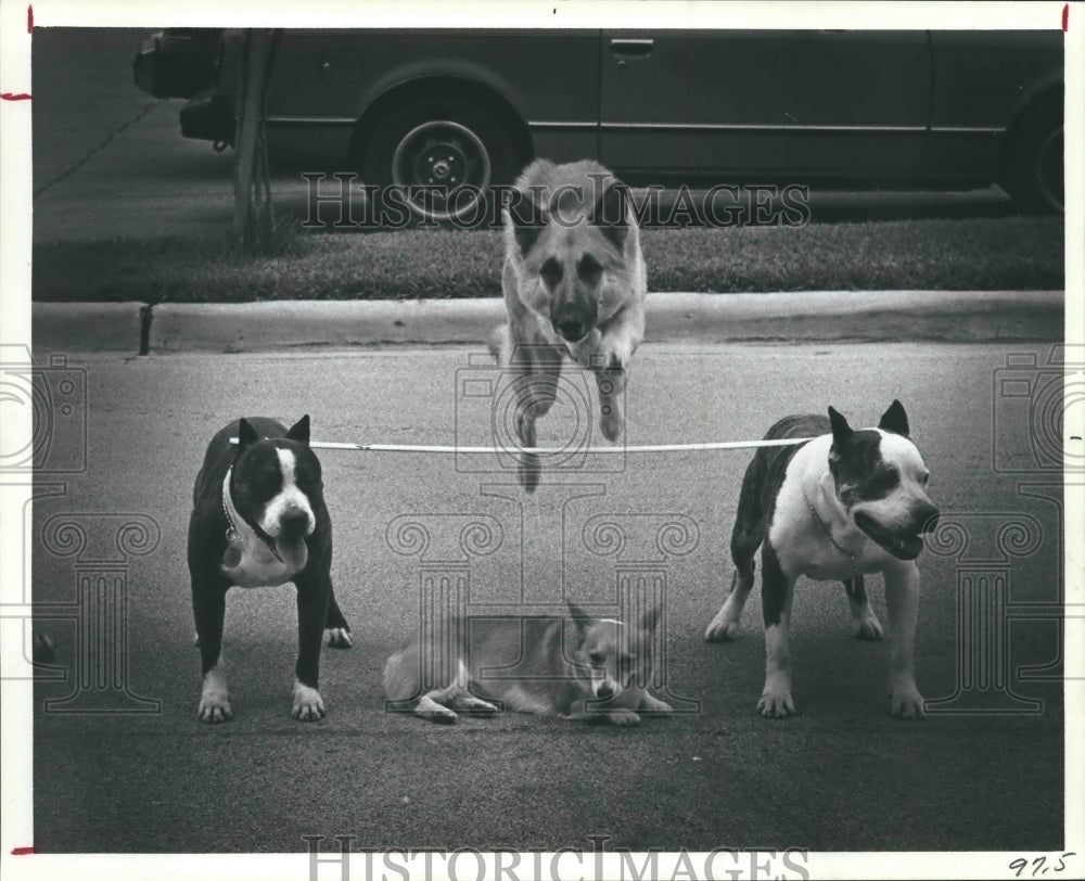 1982 Therapy Dogs International in Obedience training - Historic Images