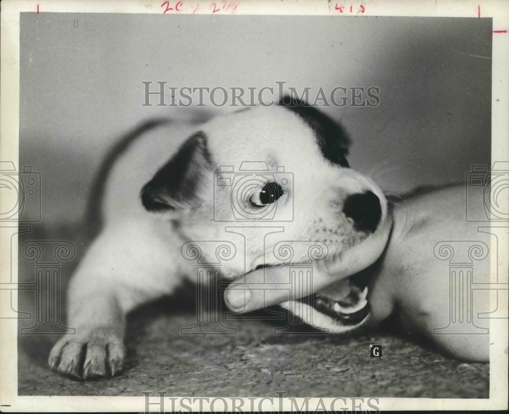 1965 Aggressive Pup bites finger is not really ferocious. - Historic Images