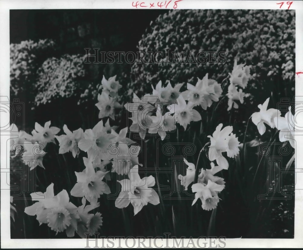 1967 Trumpet Daffy Dillies blooming in spring - Historic Images