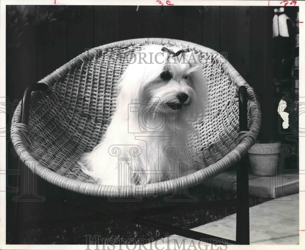 1960 Cindy The Maltese Dog of Mrs. C.R.Eckes - Historic Images