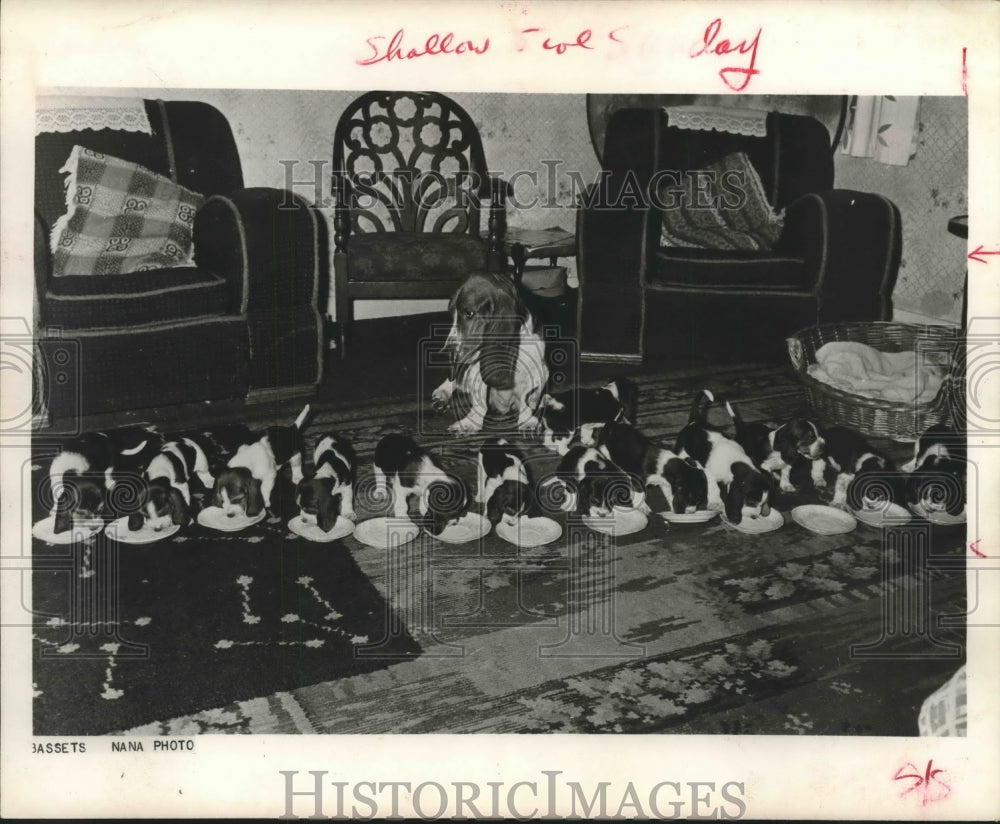 1964 A Whole Family of Basset Hounds - Historic Images
