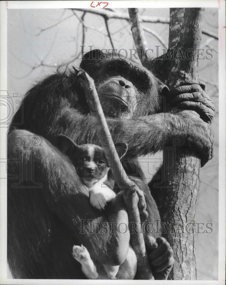 1977 Press Photo Pearly the Chimpanzee with dog in tree - hcx02218-Historic Images