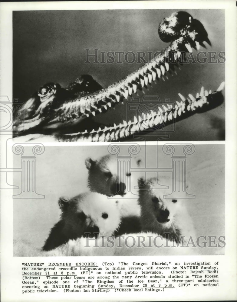 1986 Press Photo The Ganges Gharial - crocodile and Bears of "The Frozen Ocean"-Historic Images