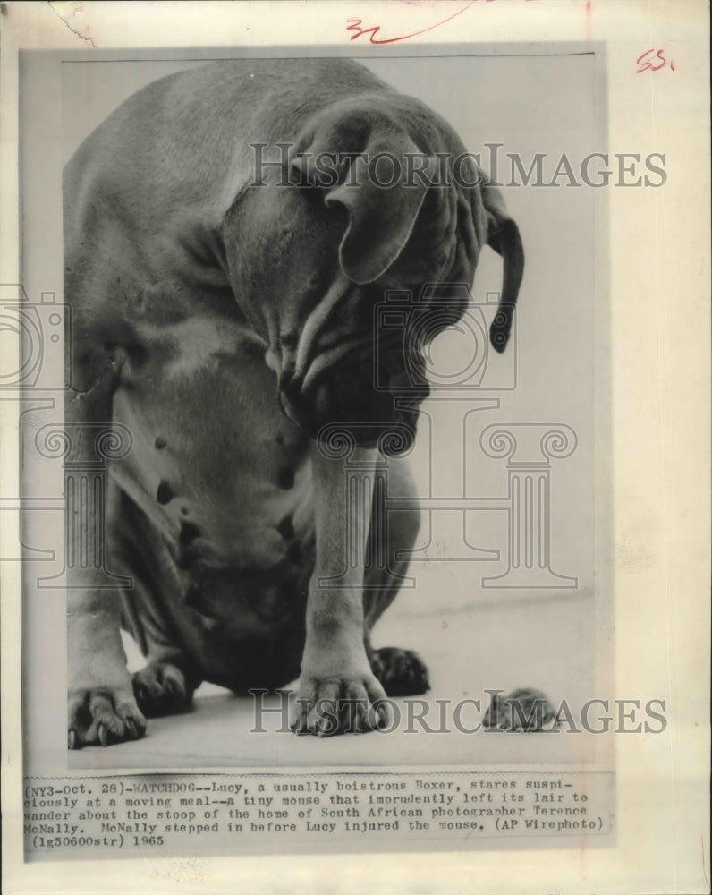 1965 Press Photo Lucy the Boxer Stares at Tiny Mouse. - hcx02457-Historic Images