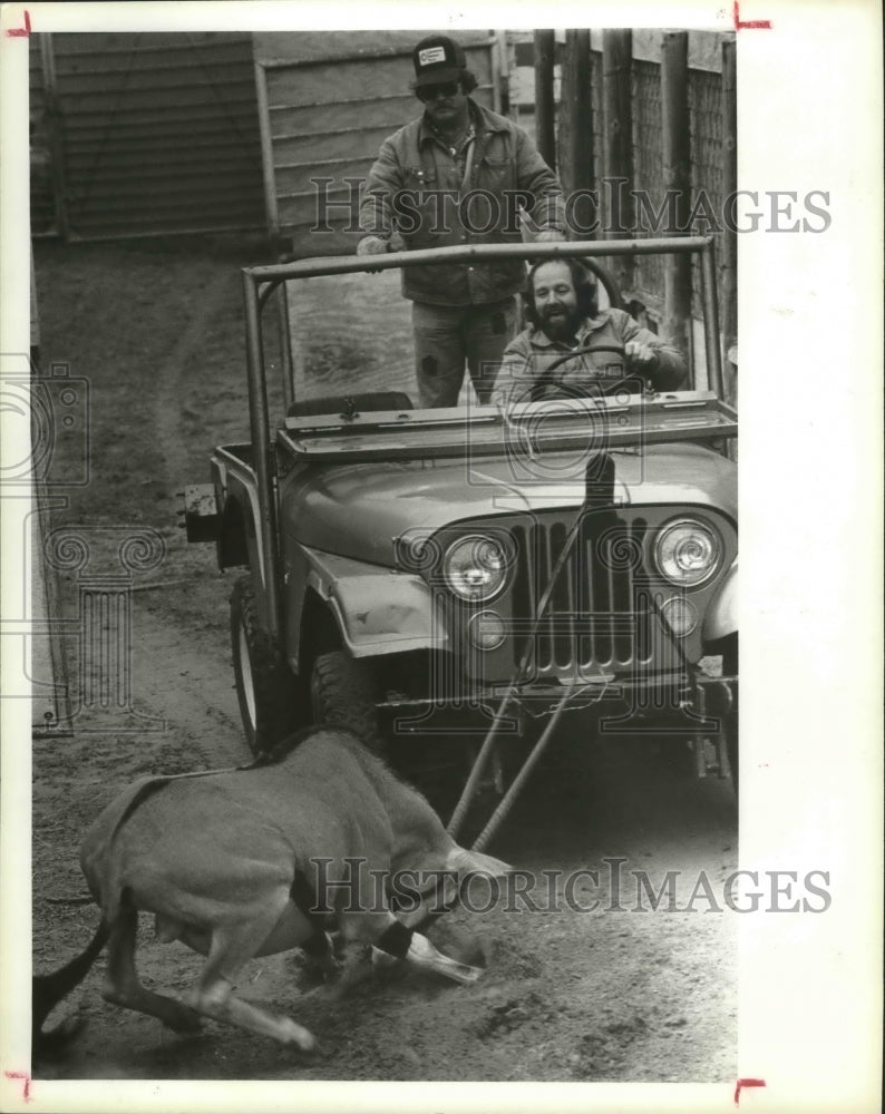 1984 Male Oryx goes head-to-head with Dan Waters & Mike Harpers Jeep - Historic Images