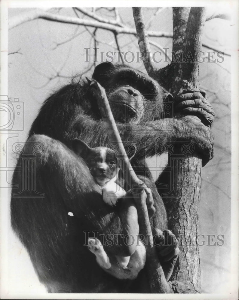 1978 Press Photo Pearly the Chimp has adopted a puppy, Three Acre Zoo-Historic Images