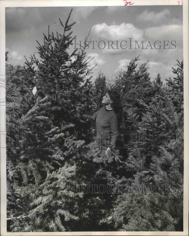 1970 Press Photo Mrs. W. D. Mack picks out a Christmas Tree, Houston - Historic Images