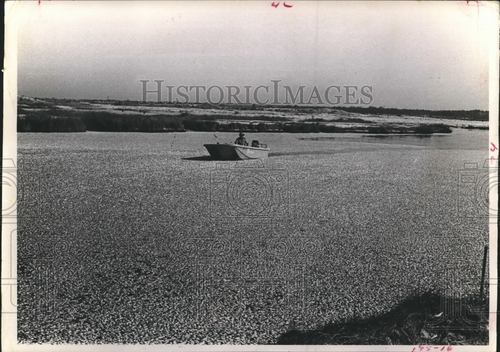 1971 Blanket of dead and dying fish on Escambia Bay, Florida - Historic Images