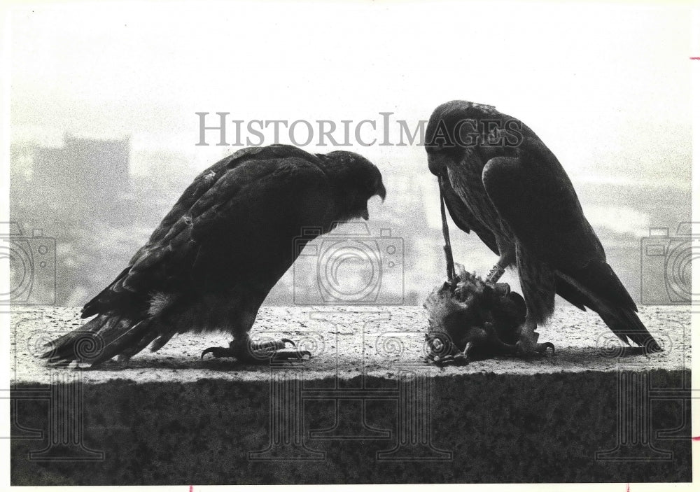 1979 Press Photo Dinnertime for Falcon Birds - hcx03093-Historic Images