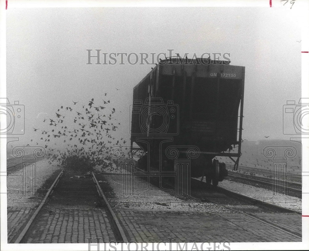 1976 A flock of starlings takes flight at Galveston, Texas Wharves - Historic Images