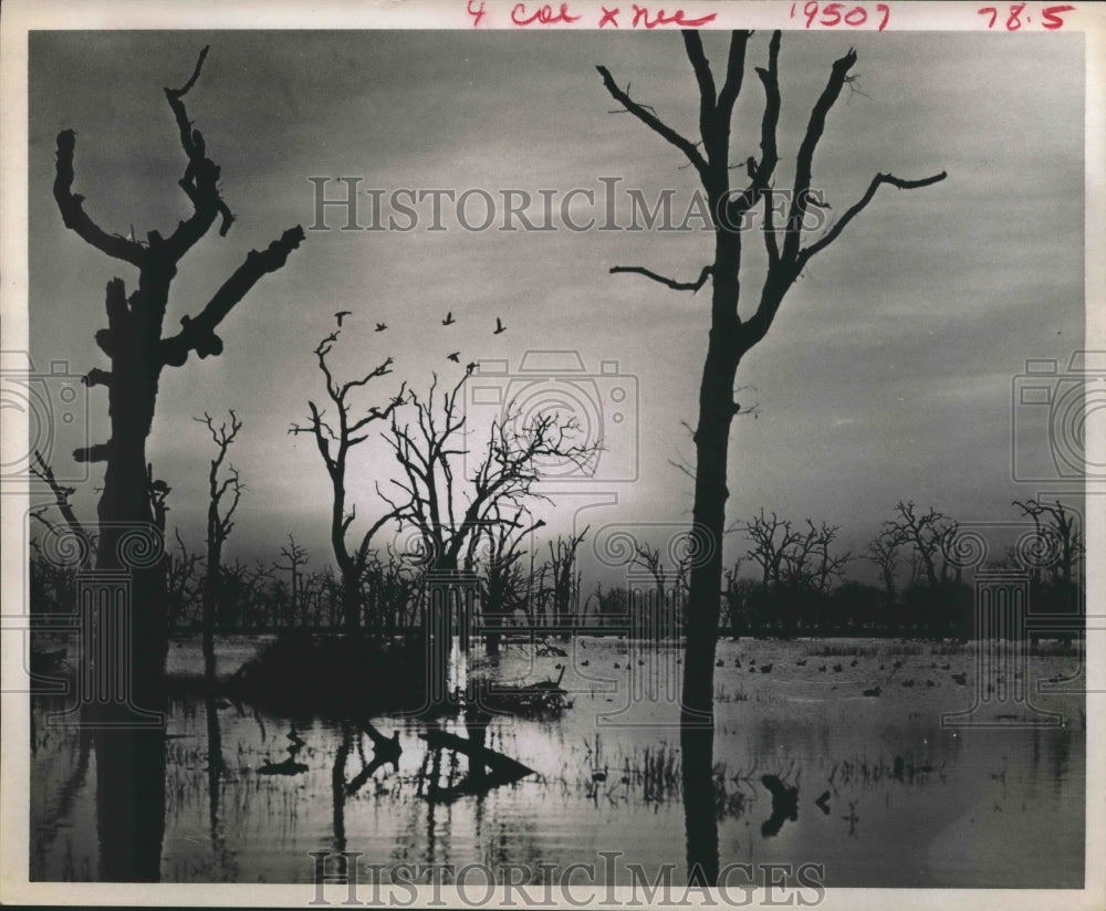 1969 Press Photo Ducks on the Pond at Sunrise. - Historic Images