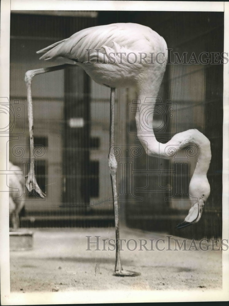 1940 Flamingo at  Florida Flamingo's National Zoo, Washington DC - Historic Images