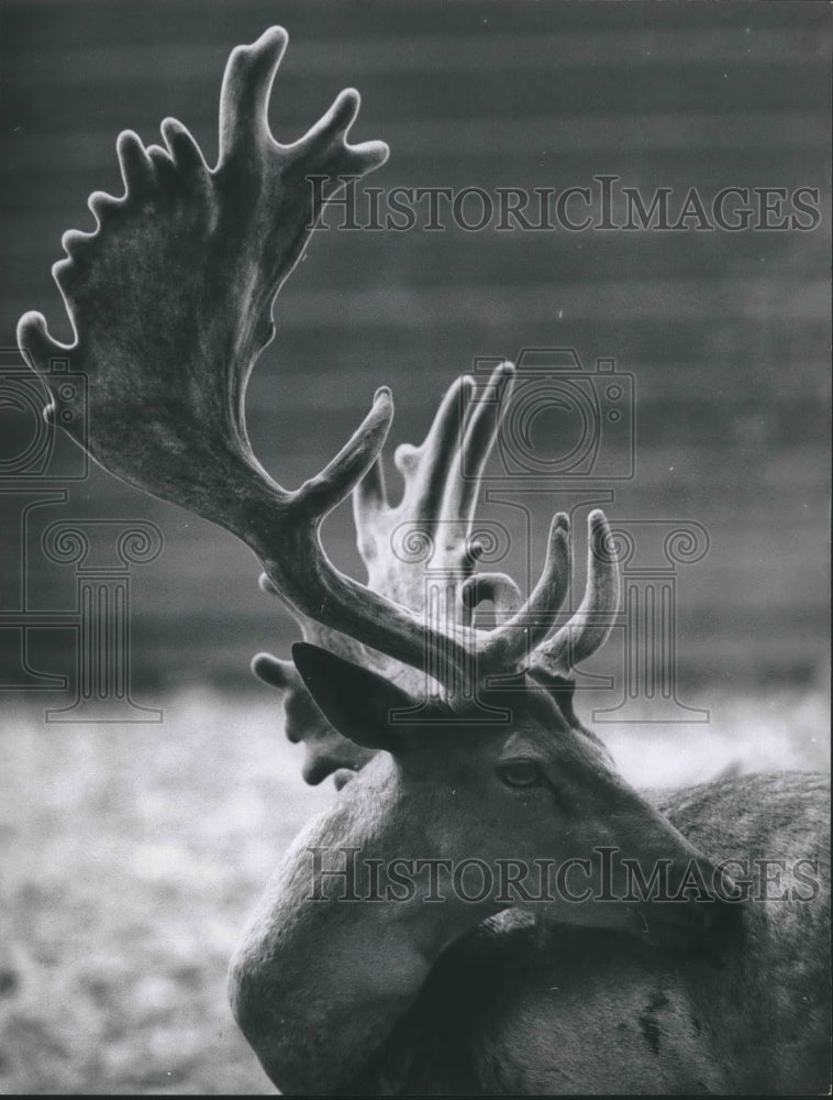 1964 North American Elk. - Historic Images