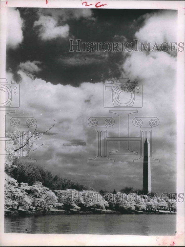 1963 Press Photo Cherry Blossom Festival In Washington D.C. Near Monument.-Historic Images