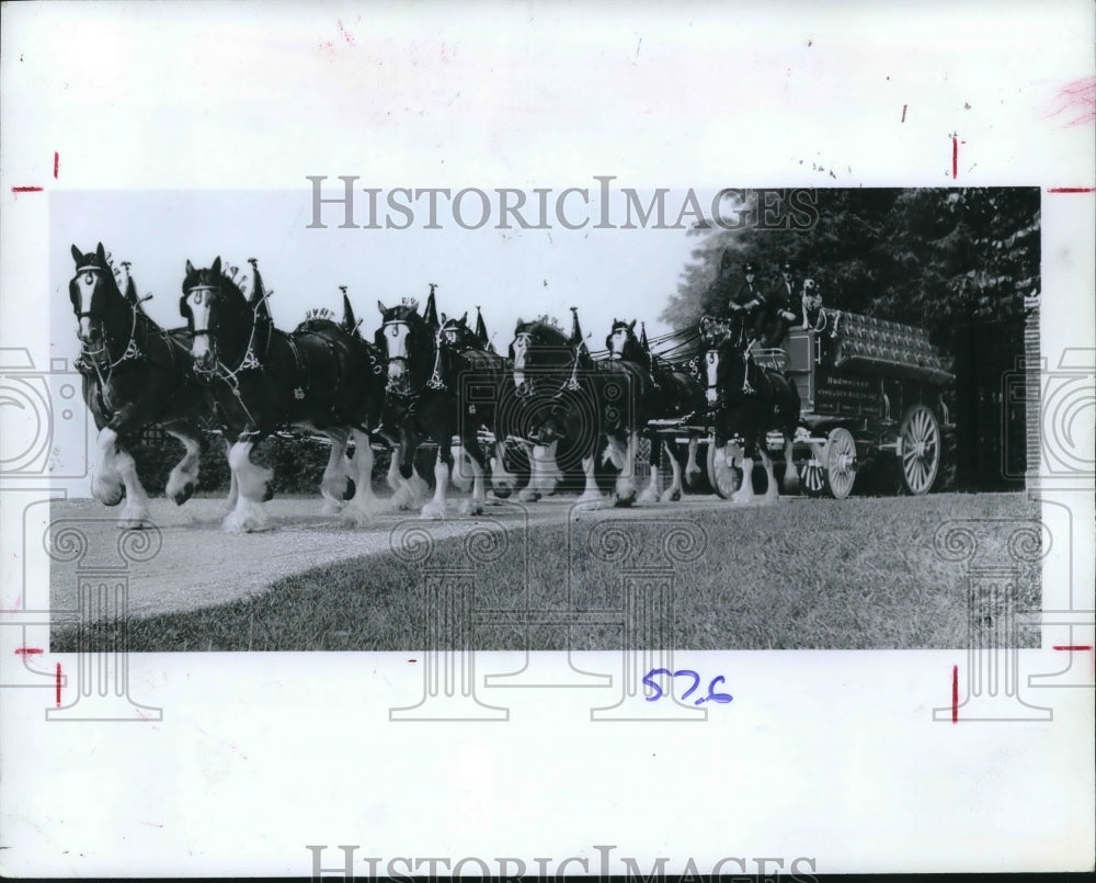 1974 Press Photo the Anheuser-Busch Champion Clydesdales pull wagon - hcx04399 - Historic Images