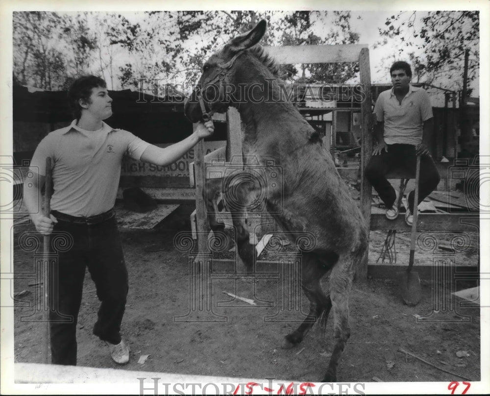 1983 Jim Brennan training burro, Jack Vacardos watches, Houston - Historic Images