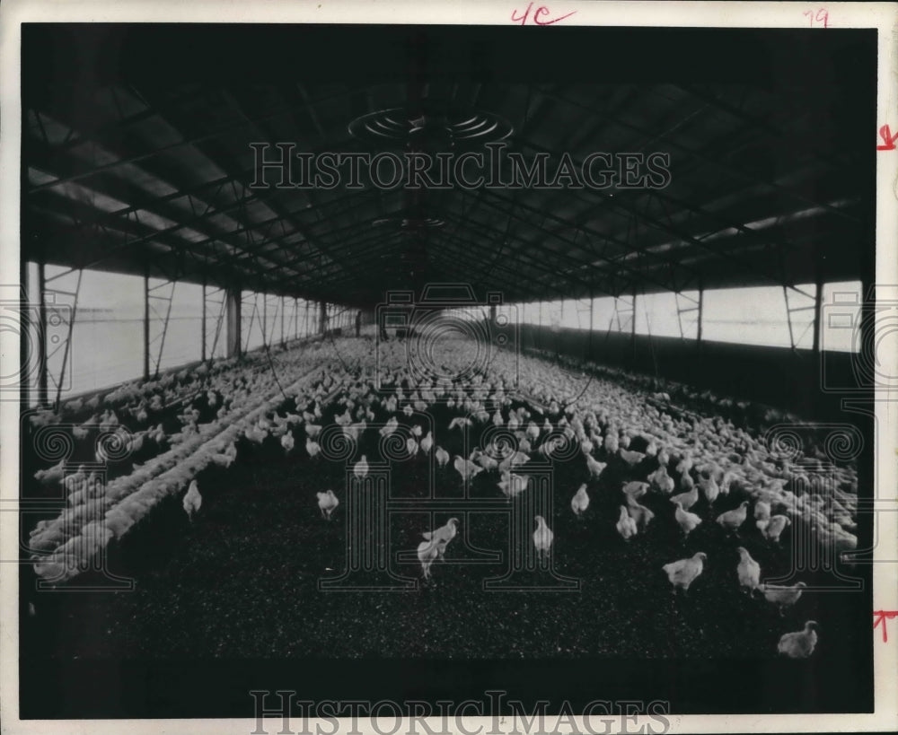 1973 Barn Full of Chickens at Stratford Farms. - Historic Images