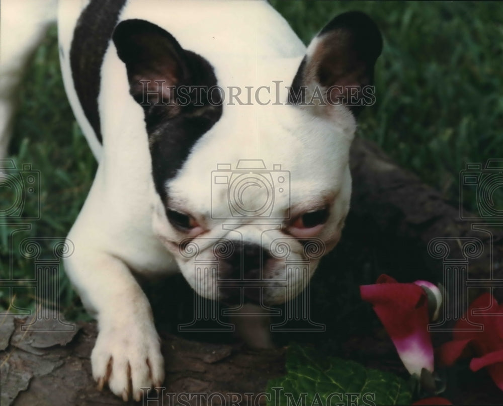 1988 Press Photo Pug Pup. - hcx04852 - Historic Images