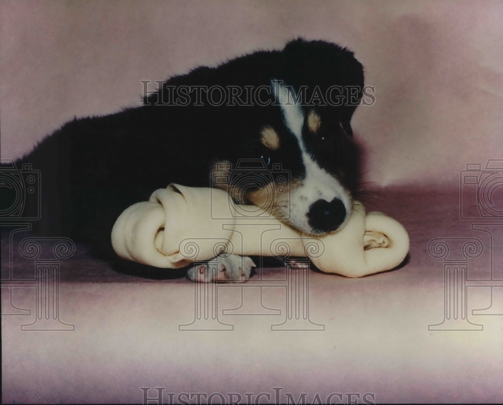 1990 Puppy Dog and His Bone. - Historic Images