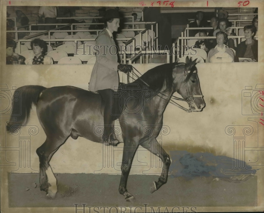 1969 Press Photo Fay Arrogant Ready at Gulf Coast Arabian Charity Horse Show.- Historic Images