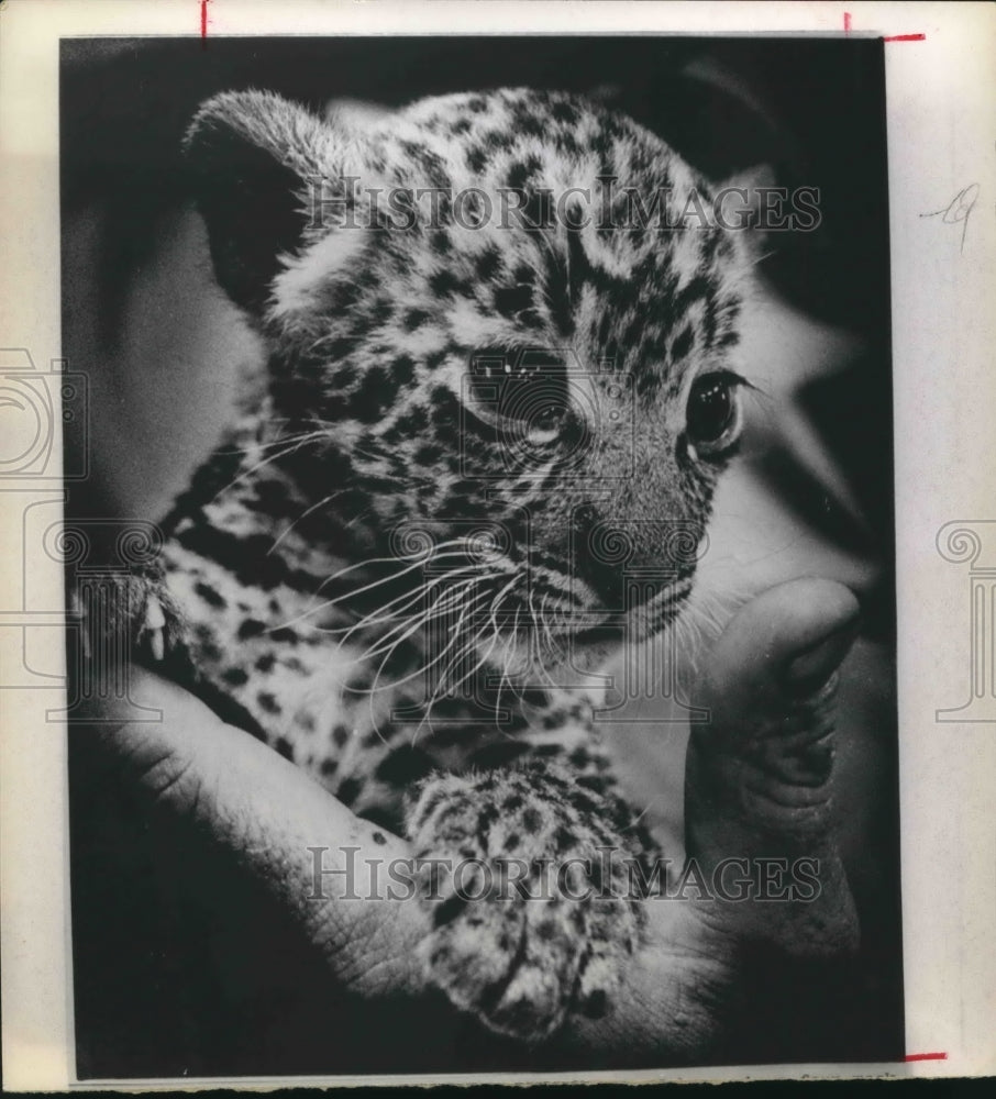 1971 Press Photo Johnson A Four Week Old Spotted Leopard Born At Busch Gardens-Historic Images