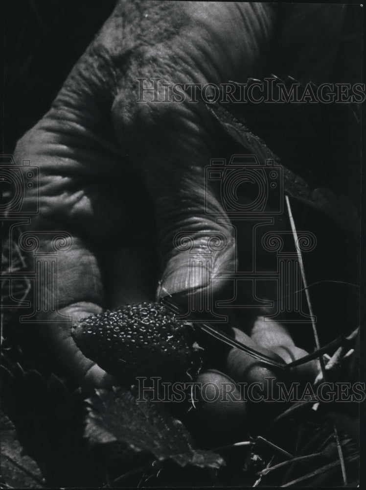 1967 Inspecting a strawberry at Froberg Strawberry Farms, Texas - Historic Images
