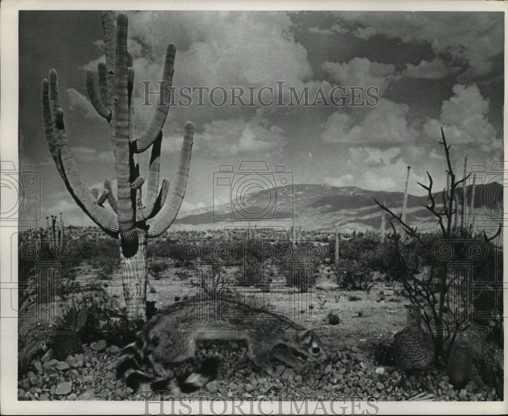1968 Press Photo Houston Arboretum and Botanical Gardens - Historic Images