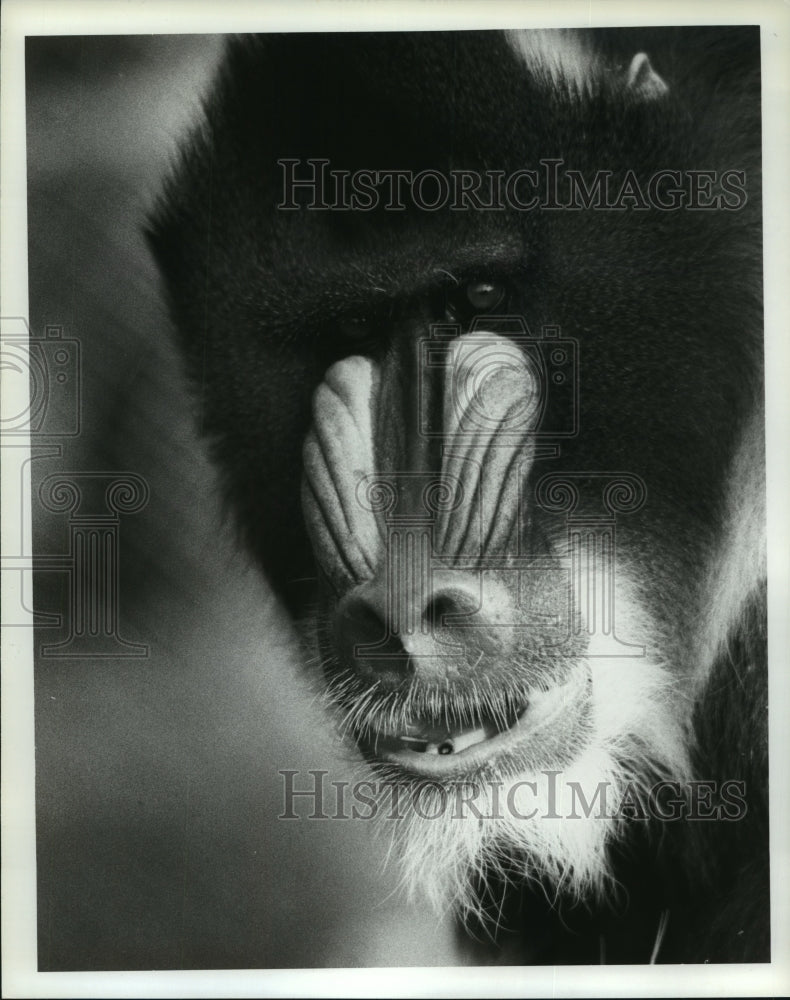1984 Press Photo Baboon, International Wildlife Park in Gramel Prairie, Texas.- Historic Images
