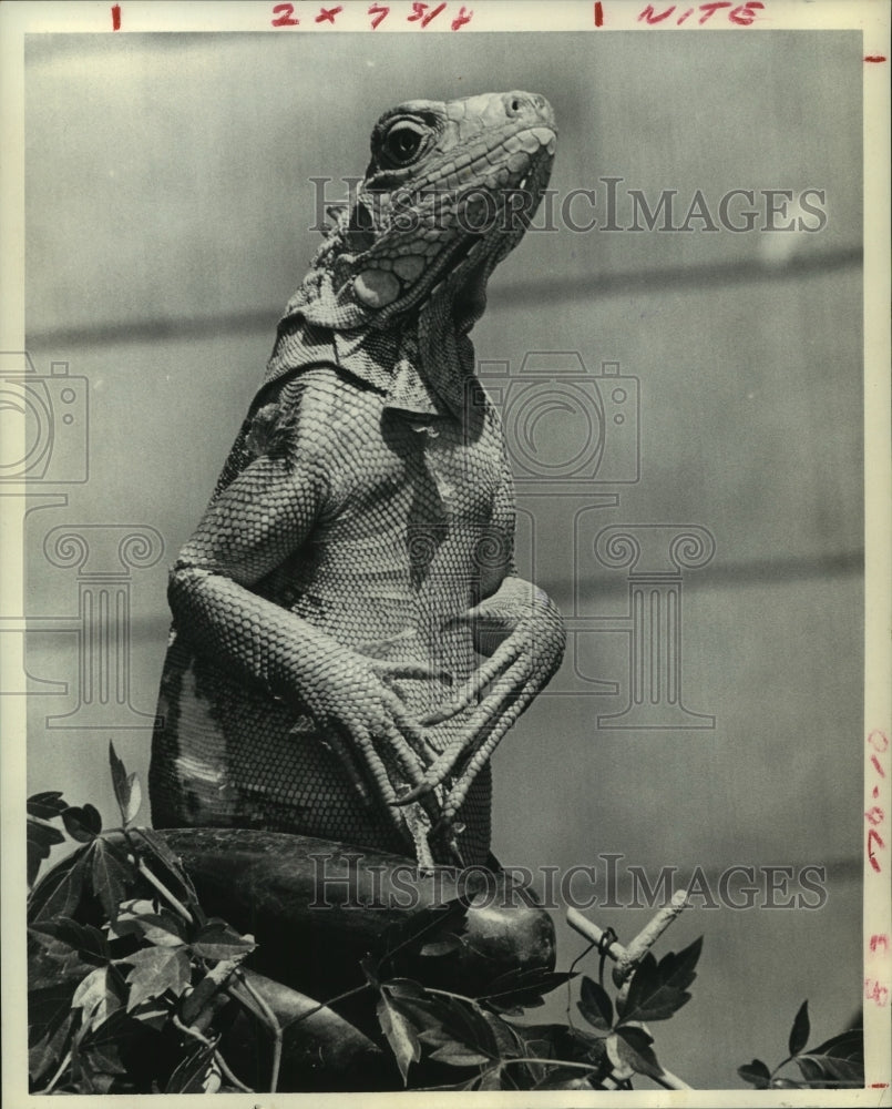 1972 3 Foot Lizard Climbs Tree Outside Kaplan's Ben Hur. - Historic Images