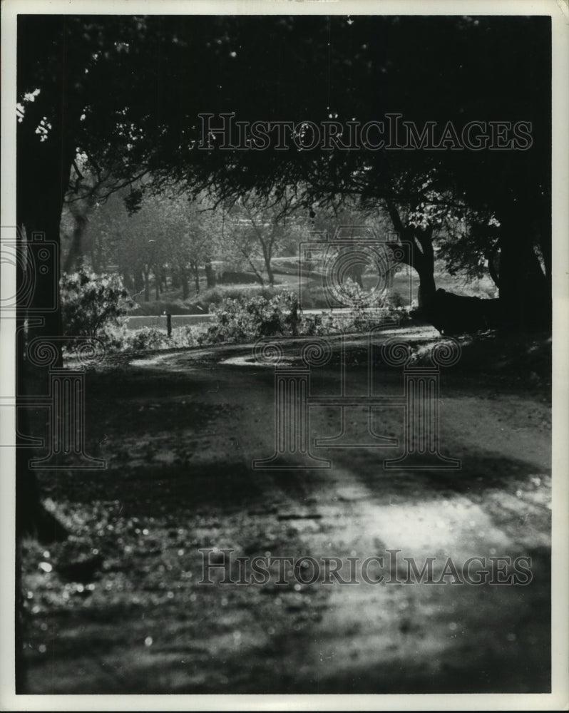 1962 Press Photo Winding Road Through the Woods at LBJ Ranch - hcx08716-Historic Images