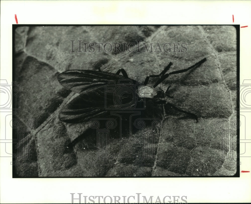 1987 Press Photo A subtropical fly called a Love Bug - hcx09319 - Historic Images