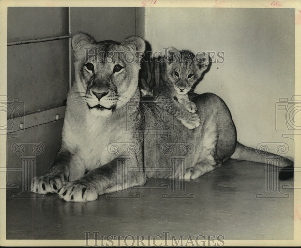1972 Lioness & Her Cub in Maternity Ward at San Diego Zoo Hospital. - Historic Images