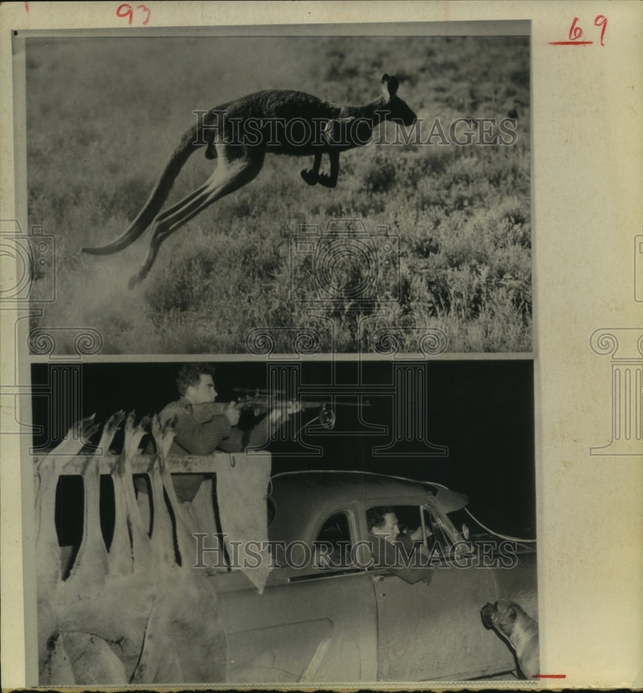 1970 Kangaroo Running From the Hunters. - Historic Images