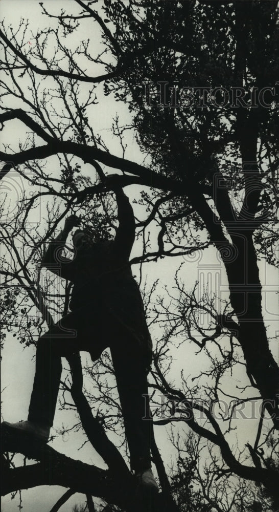 1971 Beverly Underwood harvesting a tree of blooming Mistletoes - Historic Images