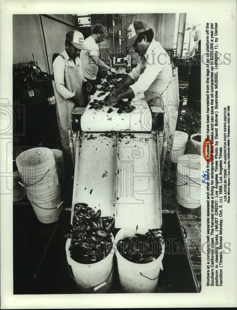 1988 Press Photo Workers clean mussels harvested off oil platform in California- Historic Images