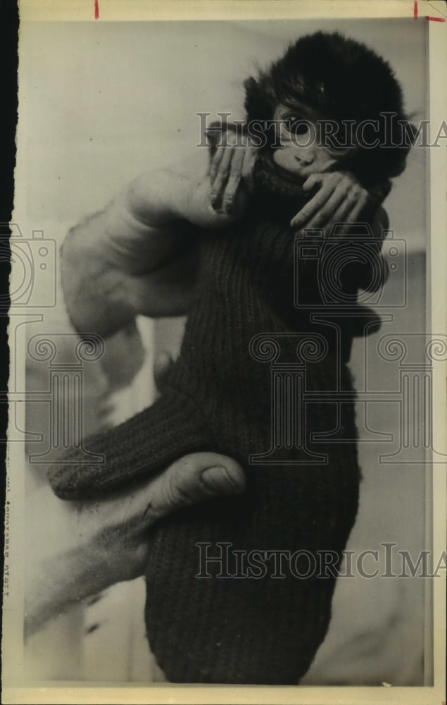 1975 Pigtail Macaque Monkey at University of Washington Laboratory - Historic Images