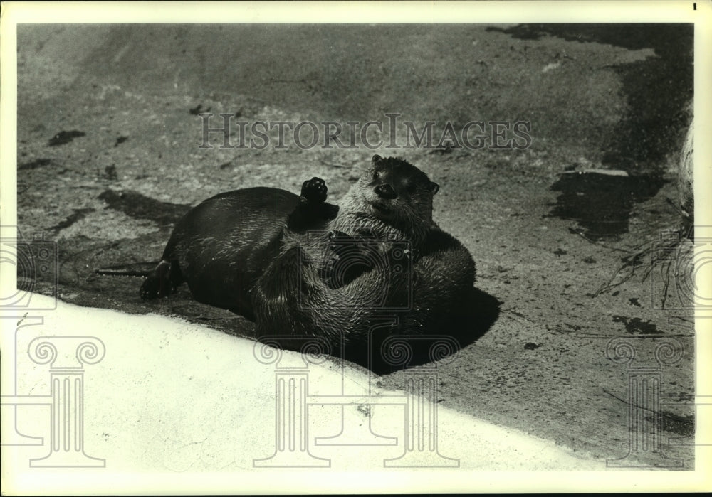 1984 Sea Otters at Los Angeles Zoo - Historic Images
