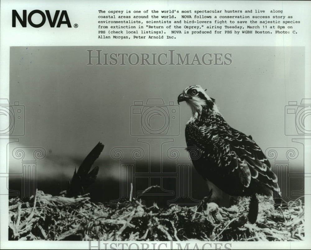 1986 Osprey Bird on Public Broadcast Service NOVA Special - Historic Images