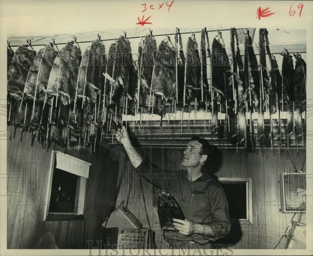 1970 Muskrat pelts hang from ceiling - Historic Images