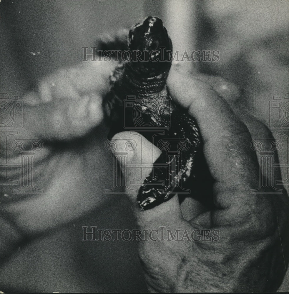 1974 Ridley Sea Turtle, Alpha Offspring, Yankee Doodle Dandy - Historic Images