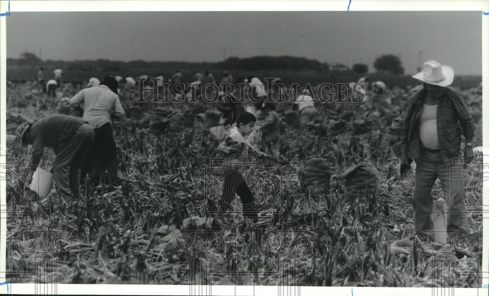 1993 Farm Workers at Rio Grande Valley Field - Historic Images