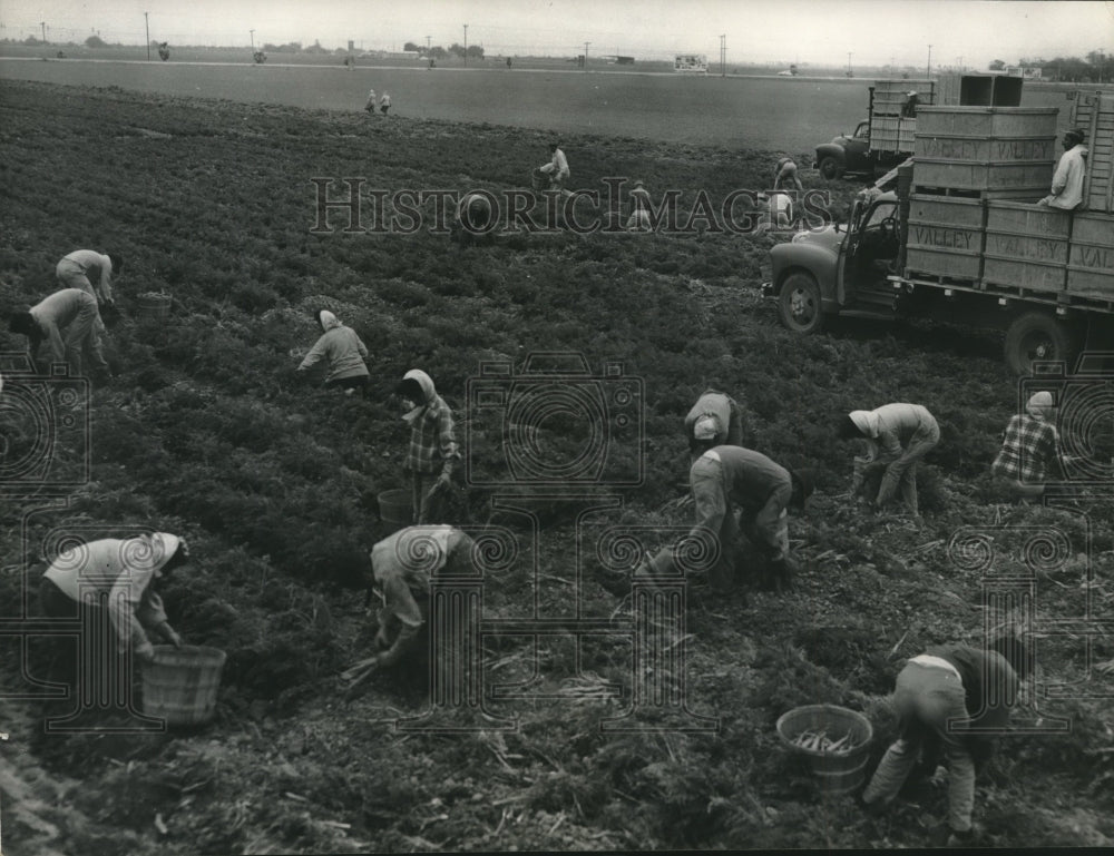 1963 Farm hands picking crops in Rio Grand Valley, Texas. - Historic Images