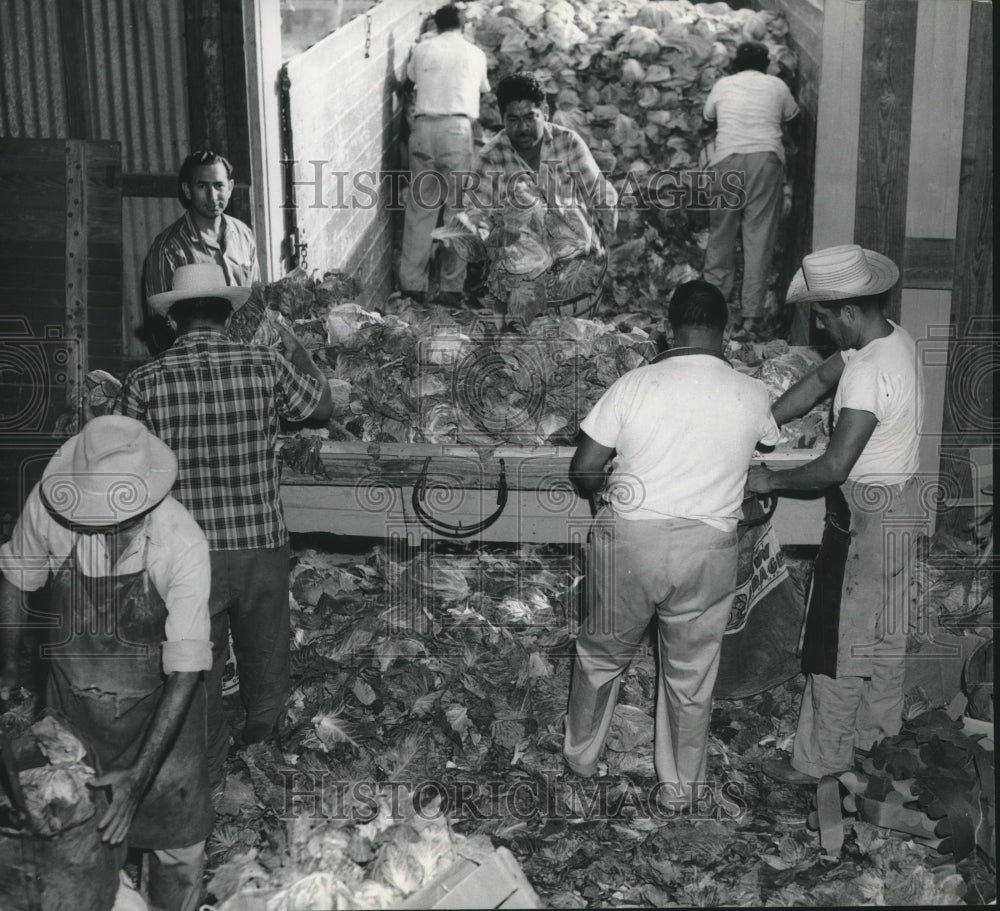 1963 Press Photo Farm hands process cabbages in Rio Grande Valley farm in Texas. - Historic Images