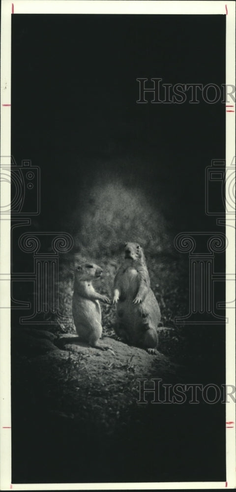 1979 Black Tailed Prairie Dogs. - Historic Images