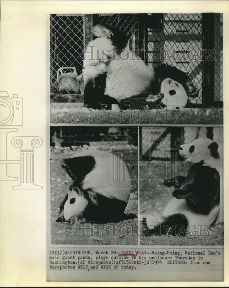 1974 Giant Panda Hsing-Hsing Plays Outside at National Zoo - Historic Images