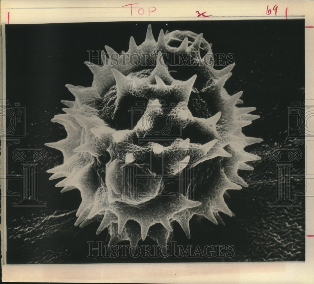 1971 Ironweed Pollen Magnified 4400 Times, University of Georgia - Historic Images