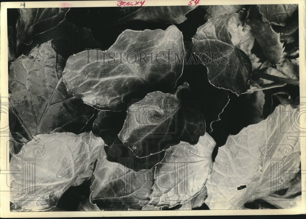 1975 Shortia Galacifolia Plant Endangered, Rare - Historic Images