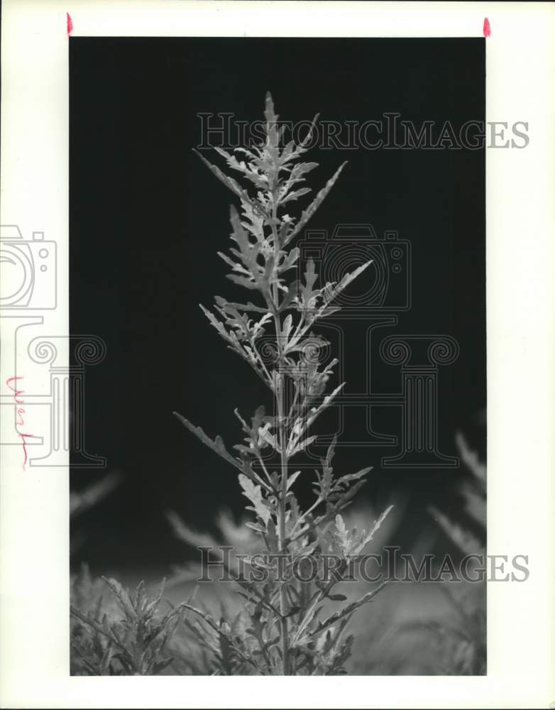 1990 Western ragweed plant - Historic Images