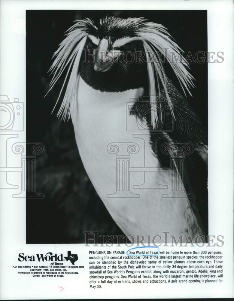 1988 Press Photo Rockhopper Penguin at Sea World of Antonio, Texas - Historic Images