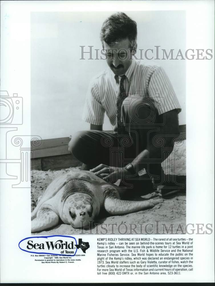 1989 Rare Sea Turtle, Kemp's Ridley', Thriving at Sea World, Texas - Historic Images